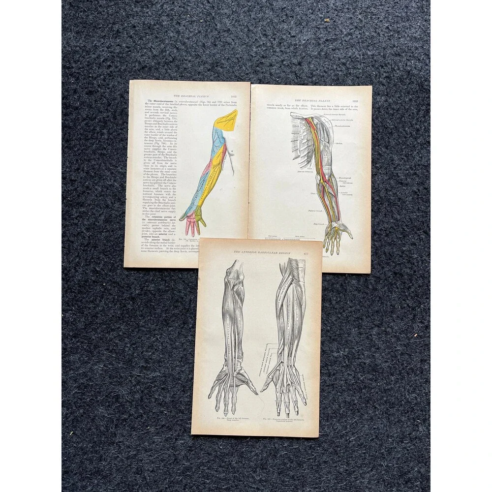 Original 1913 Anatomy Pages of Human Body, Anatomy Physiology Textbook Gifts, T